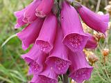 2011-06-10 11-39-18 UK-1